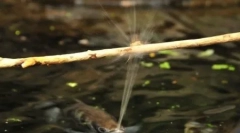 Unikátna striekajúca voda striekajúca ryby, ktorá prinesie svoju korisť (3 fotky + video)